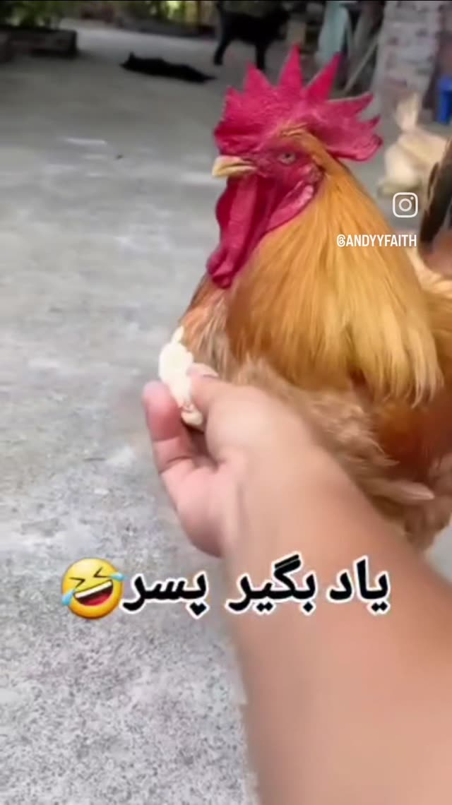 خروس زرنگ کی دیده؟؟