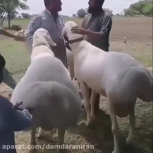 داگ استایل خفن با چادر گل گلی😋