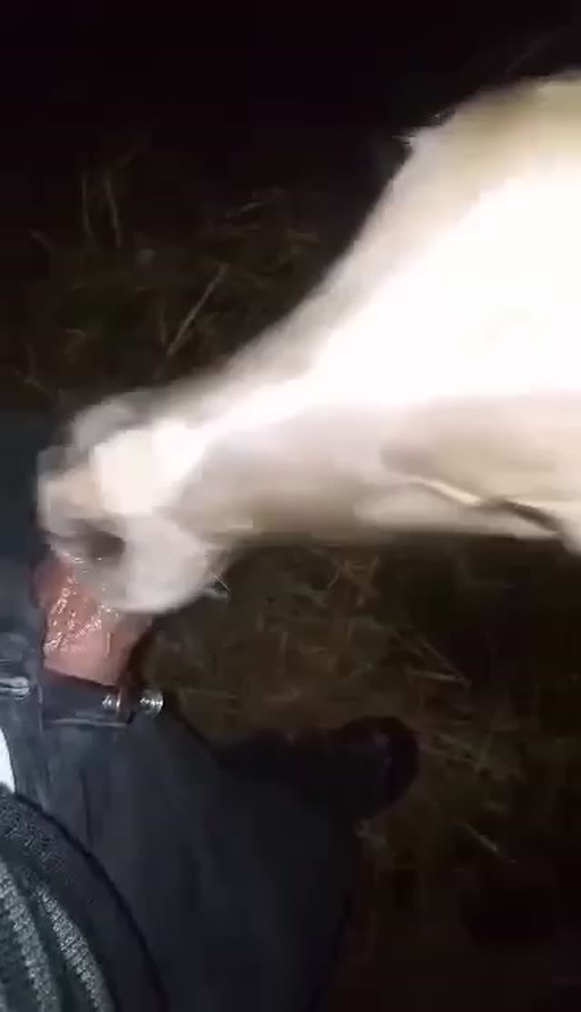 فیلم سکسی حیوانی🦴🐶