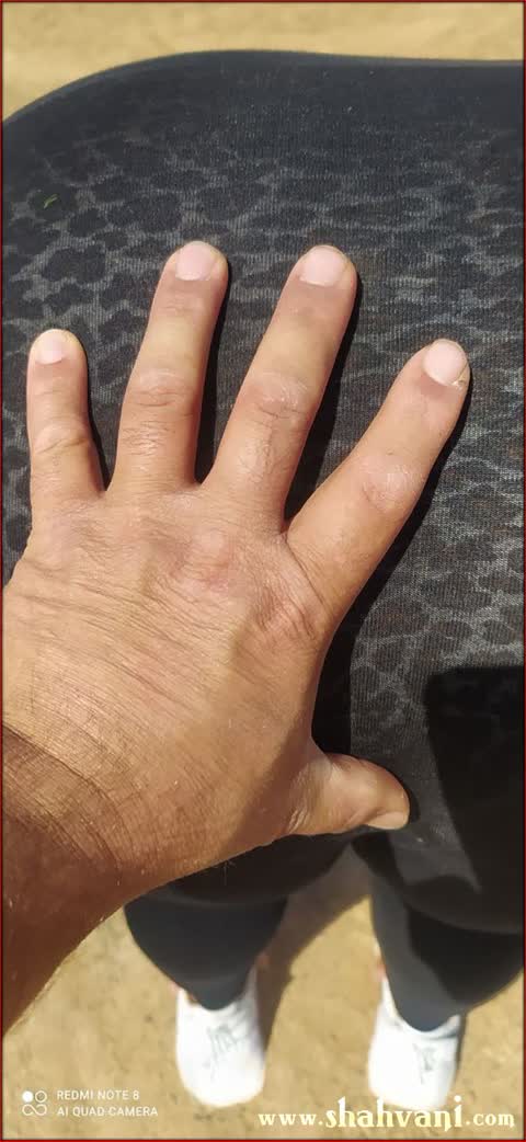 گایش کص پر چرب صحرایی