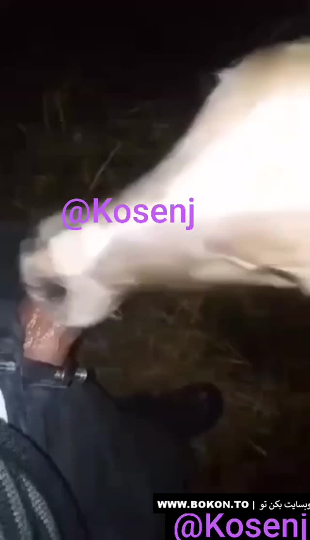 🎬 ممه کرجی لو رفته 【 پخش آنلاین 】