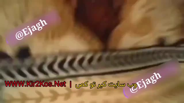 سکس ایرانی – دانلود پورن ایرانی و سوپر وطنی (1342).mp4